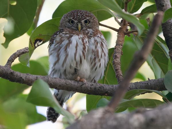 <h3><a href="/trips/gambia/biota/animalia/chordata/aves/031 strigiformes/002 strigidae/glaucidium perlatum/glaucidium perlatum-nl.html">Glaucidium&nbsp;perlatum</a> / Pearl‑spotted&nbsp;owlet / Geparelde&nbsp;dwerguil</h3>OM-1 Mark II met OLYMPUS M.150-400mm F4.5 TC, 1/1250 sec  bij F5.6, ISO 10000, afstand 9.89&nbsp;m
